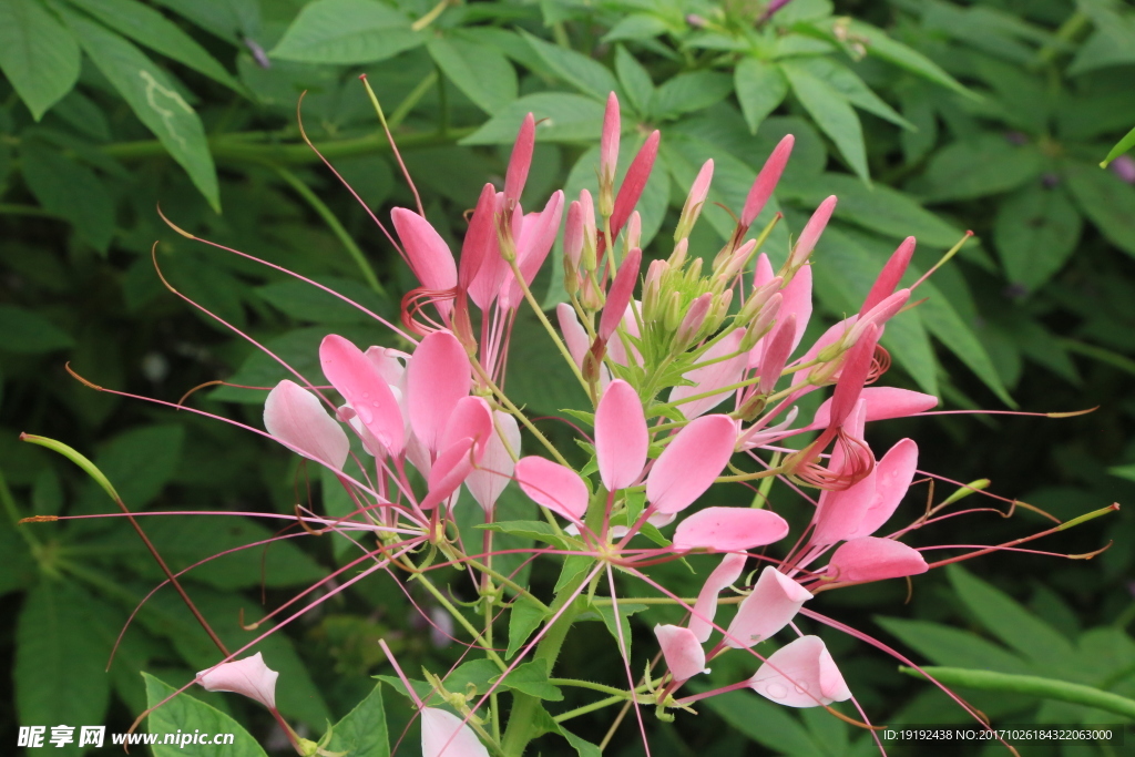 醉蝶花