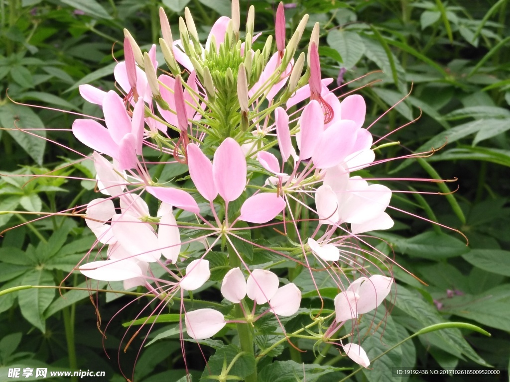 醉蝶花