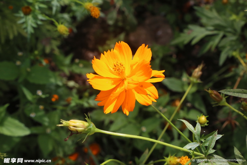 硫华菊