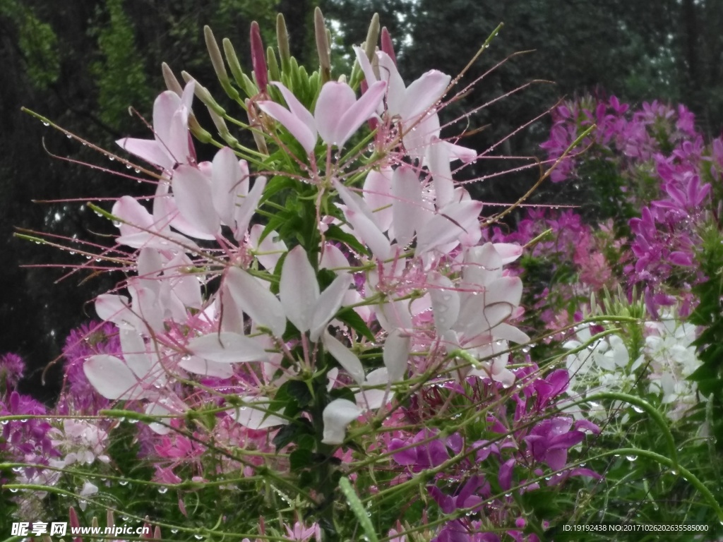 醉蝶花