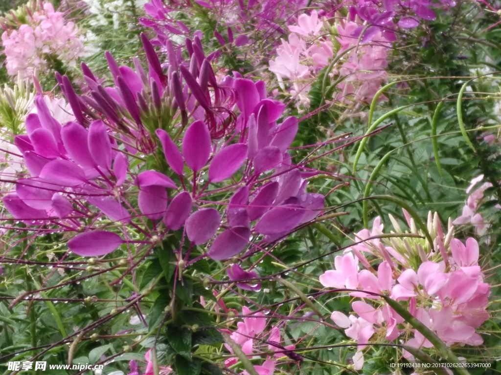 醉蝶花