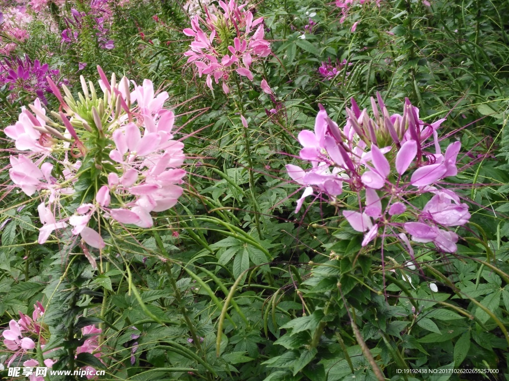 醉蝶花