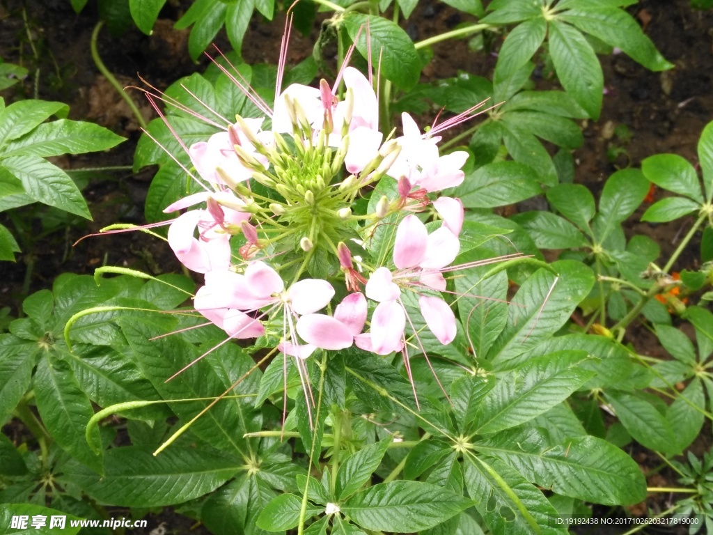 醉蝶花