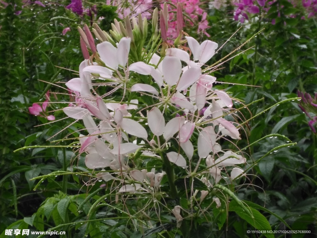 醉蝶花