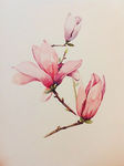 插画花