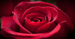 小水滴的红玫瑰