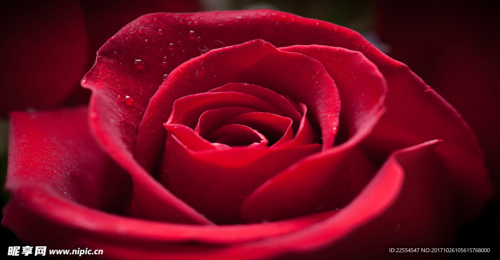 小水滴的红玫瑰