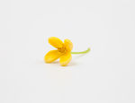 桂花