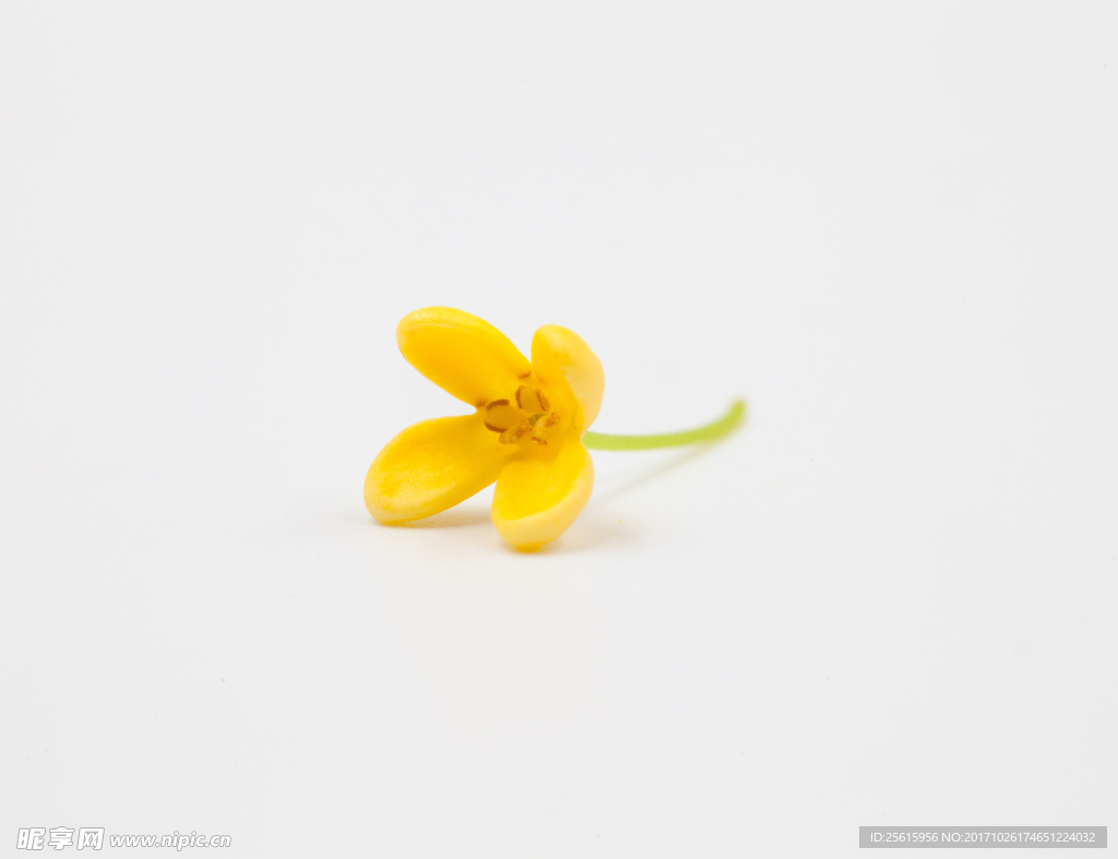 桂花