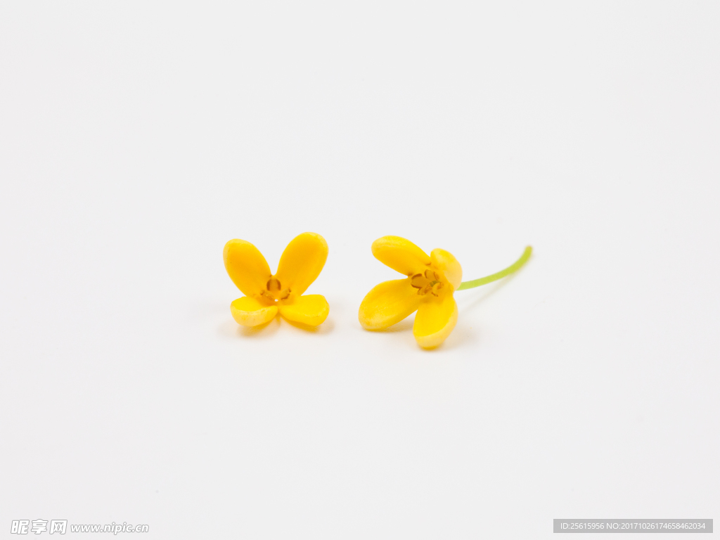 桂花