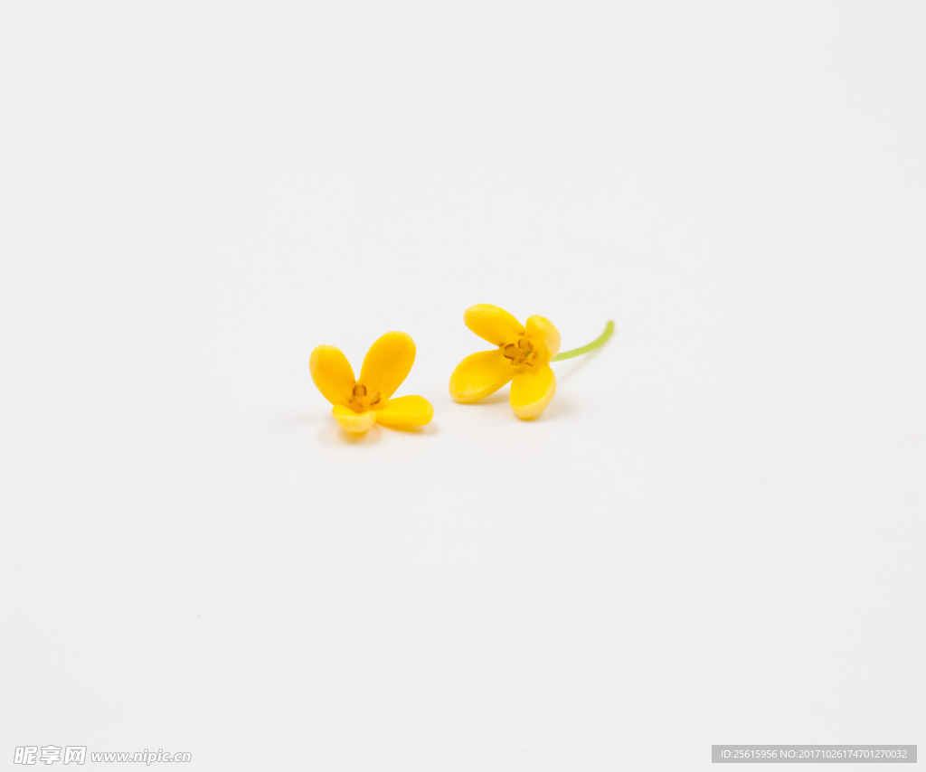 桂花