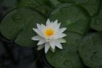 池塘的睡莲花
