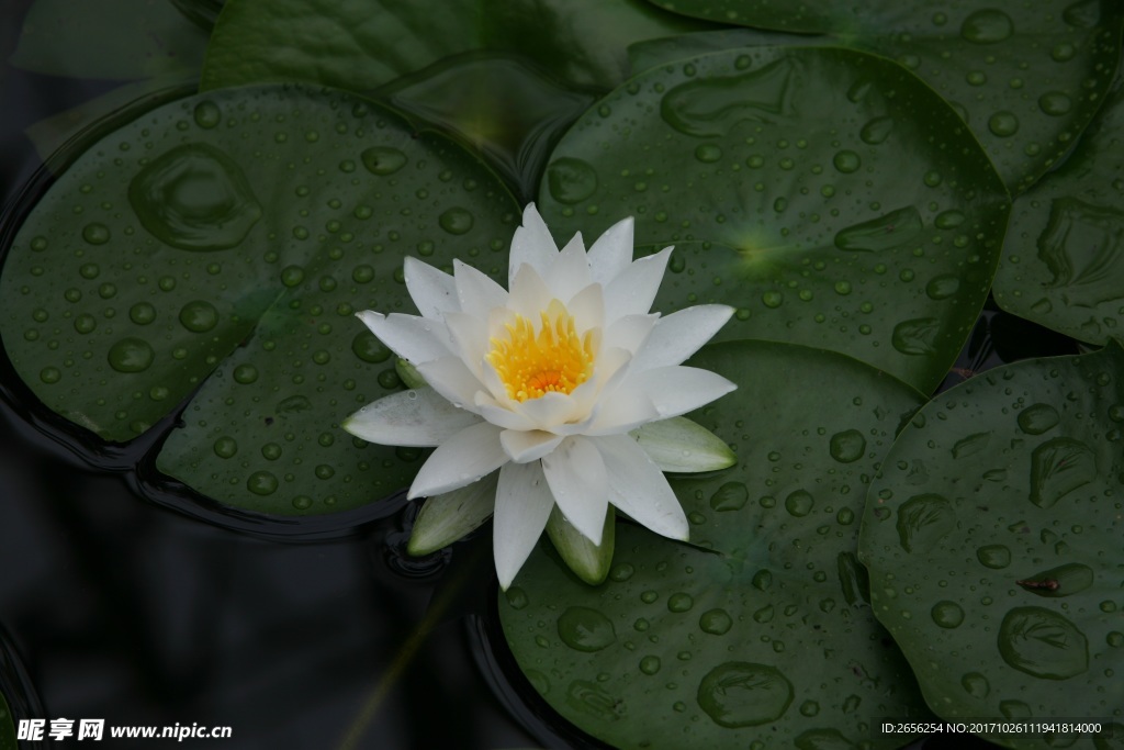 池塘的睡莲花