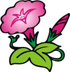 牵牛花 花朵 植物 花卉