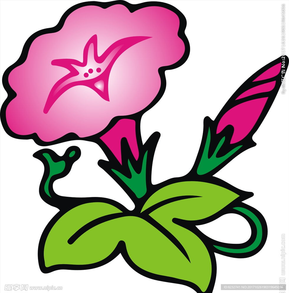 牵牛花 花朵 植物 花卉