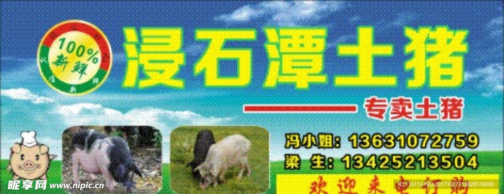 浸石潭土猪肉 青蓝色 猪肉 新
