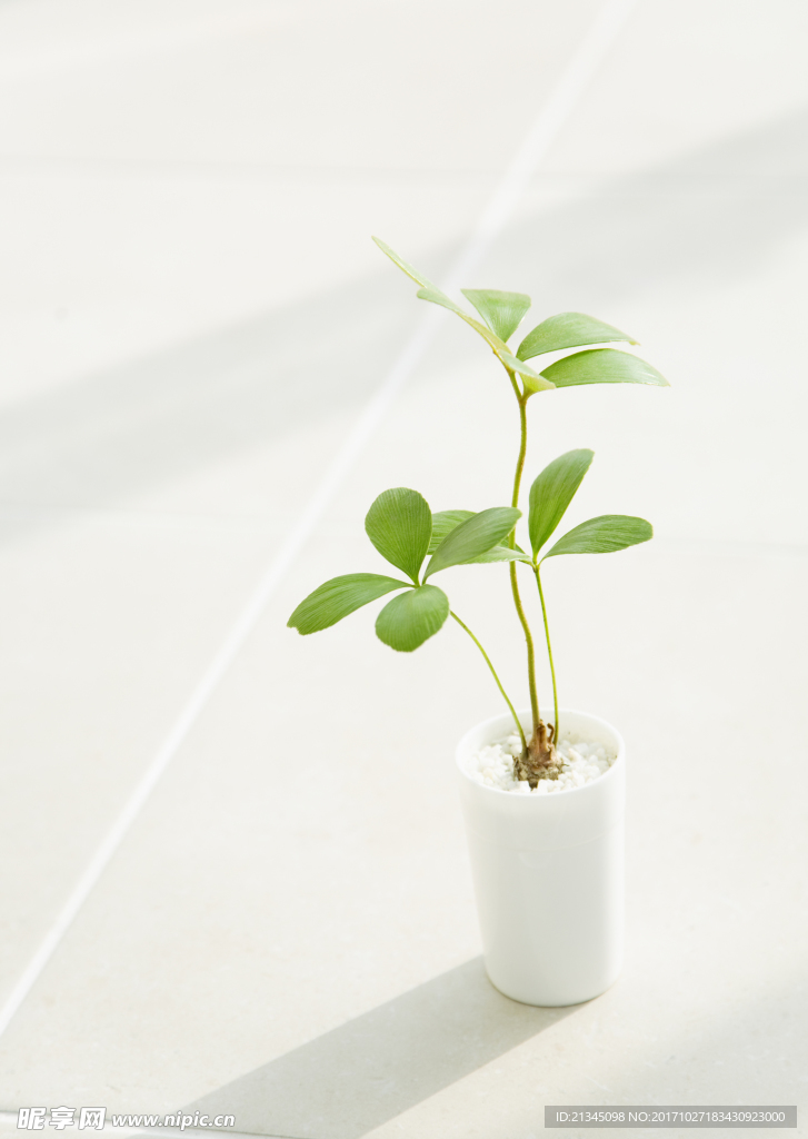 植物