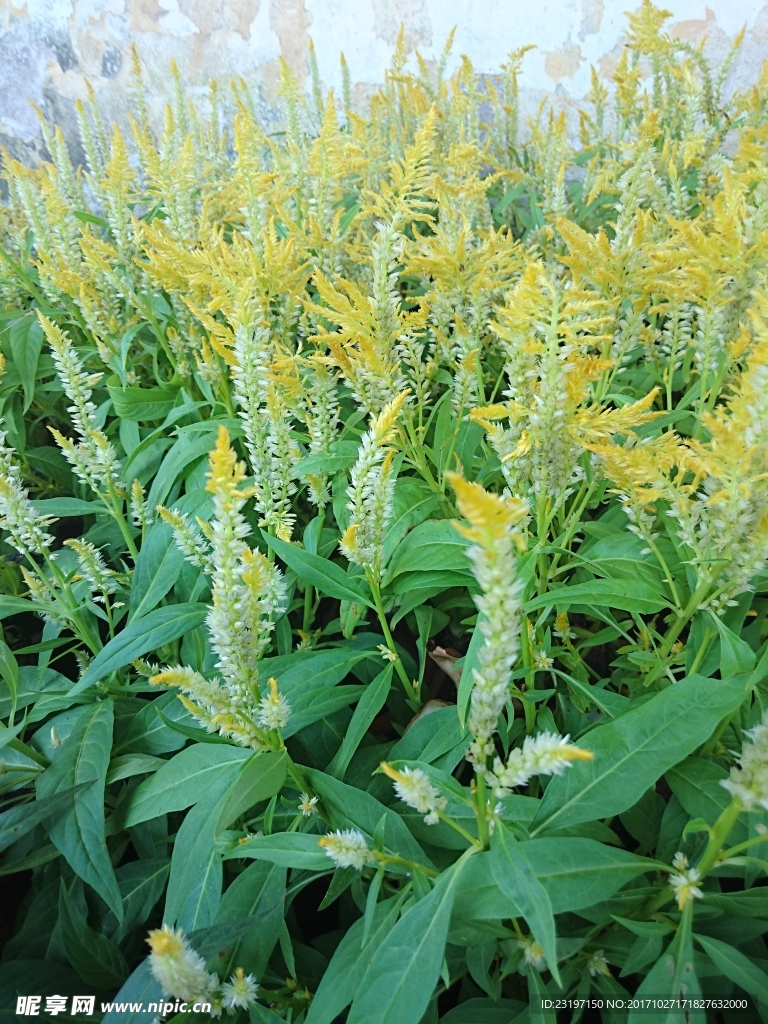 凤尾花