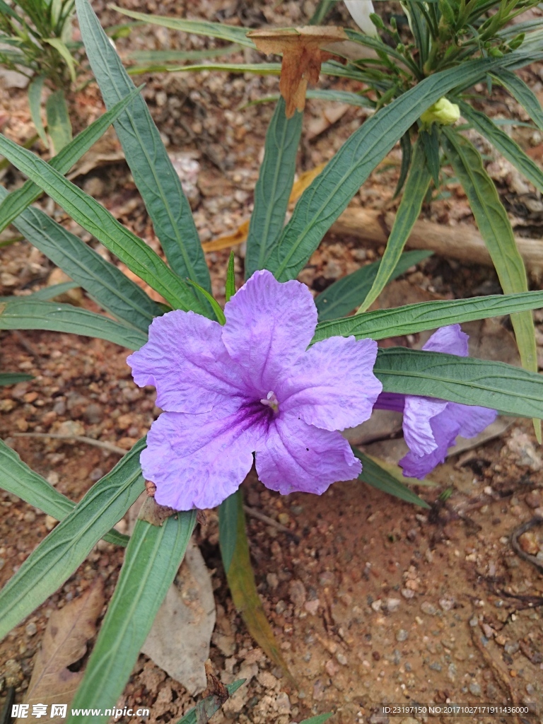 翠芦莉