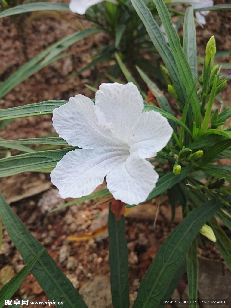 翠芦莉