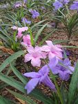 翠芦莉
