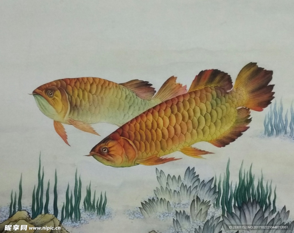 金龙鱼