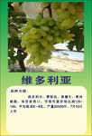 葡萄维多利业图片