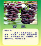 葡萄夏黑图片
