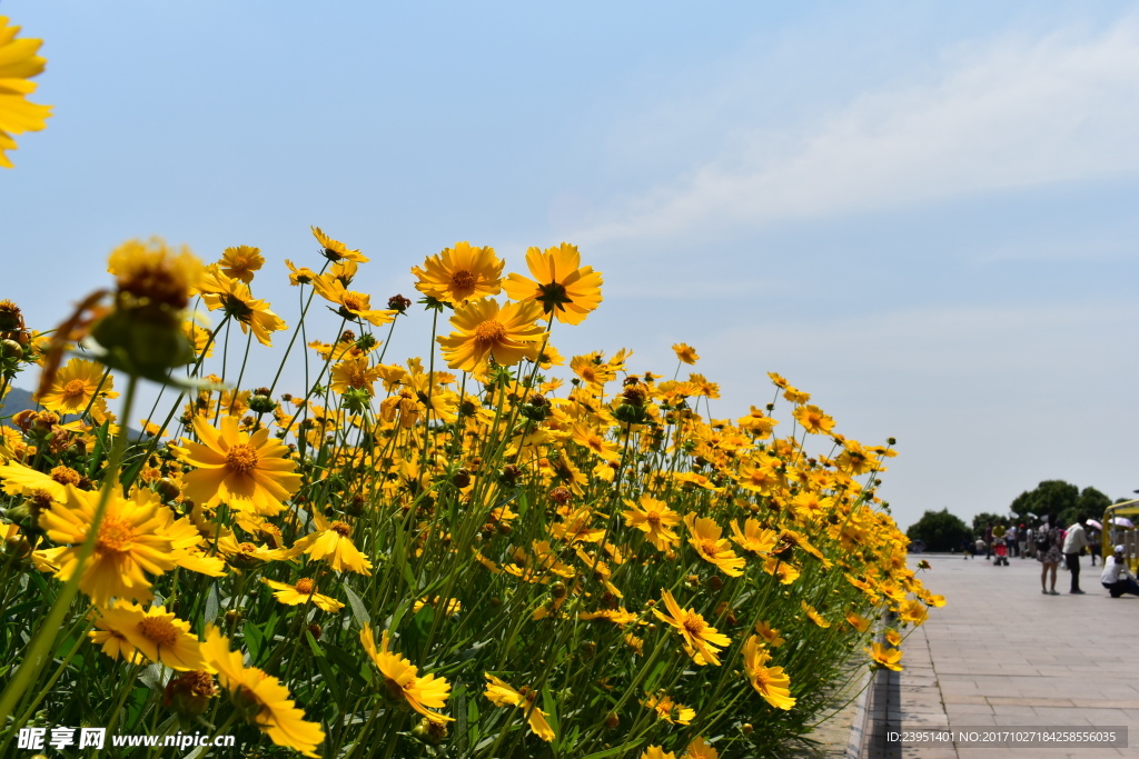 小菊花