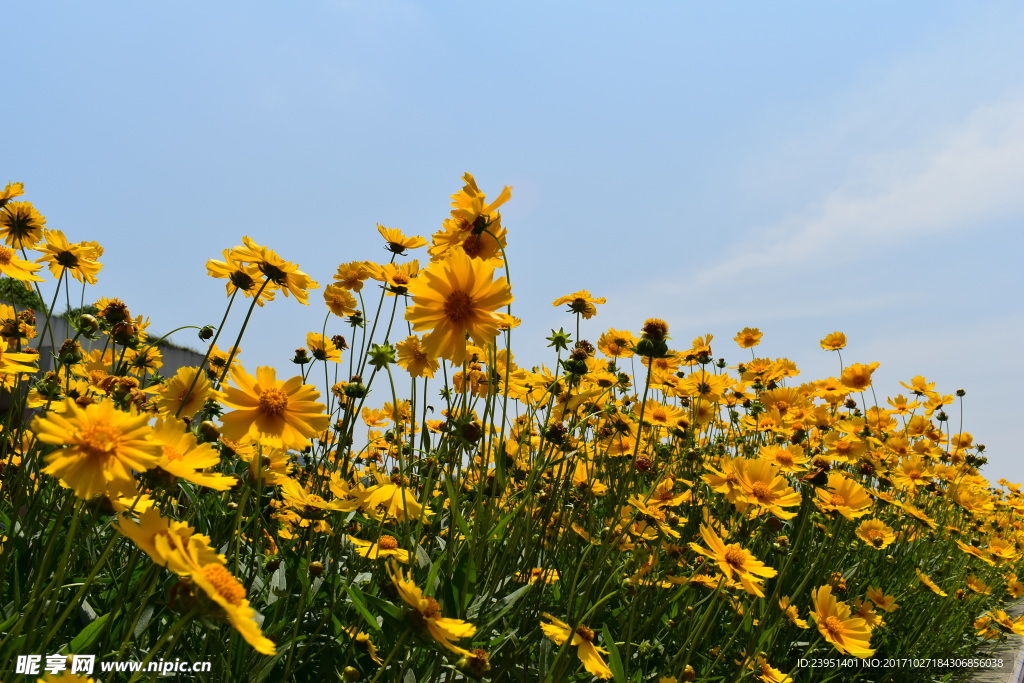 小菊花