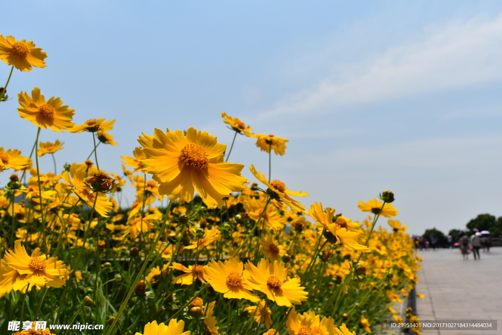 小菊花