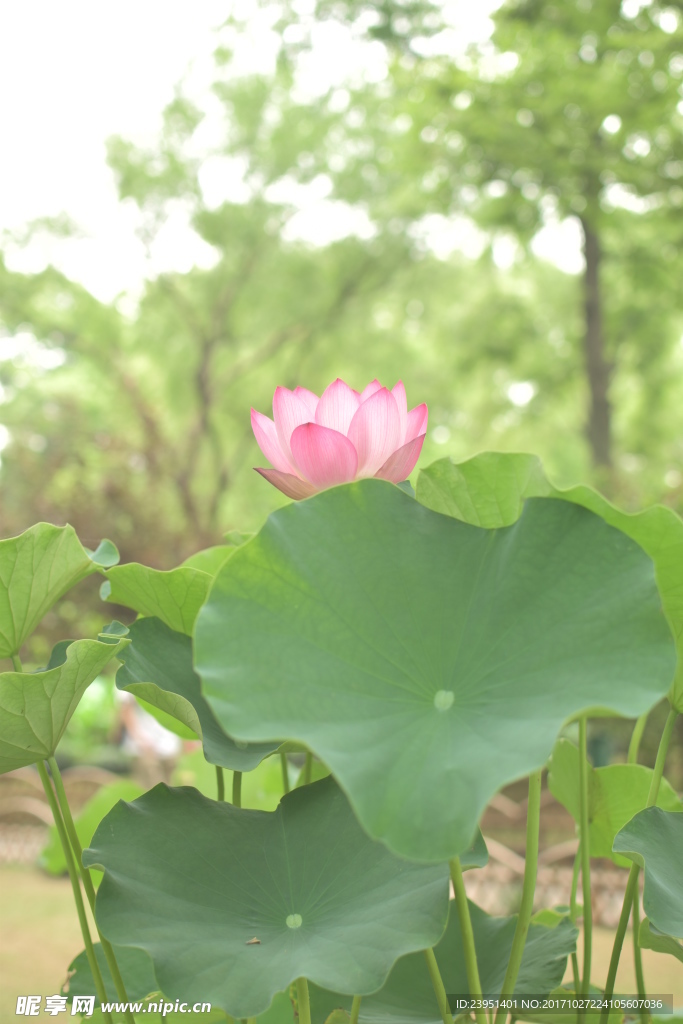 荷花