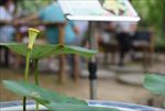 荷花莲蓬