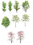 修图绿植 植被 草 绿化 绿植