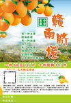 赣南脐橙海报