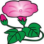 牵牛花 花朵 植物 花卉
