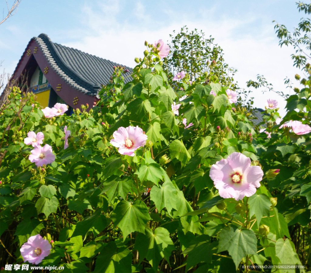 木芙蓉