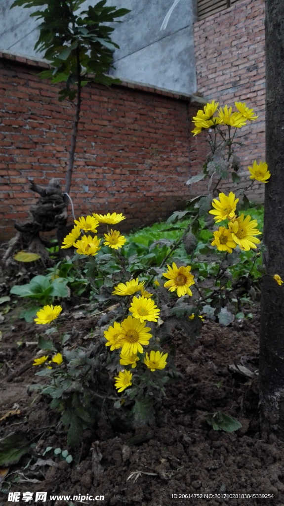 路边的野菊花