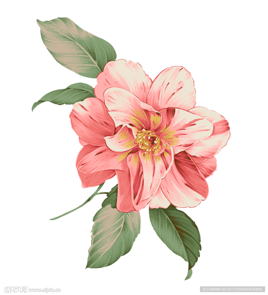 手绘花朵png素材