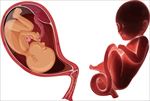 发育中的胚胎