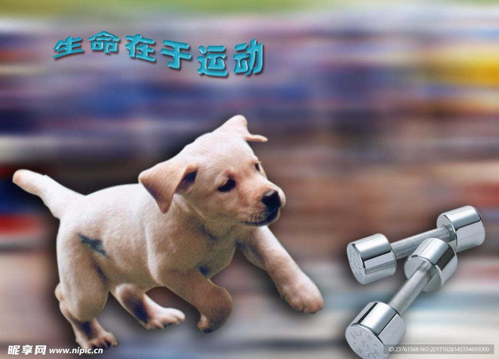 小狗广告设计