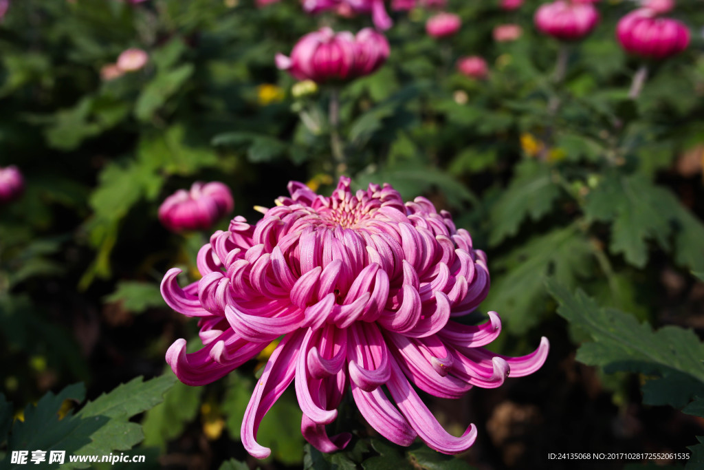 菊花
