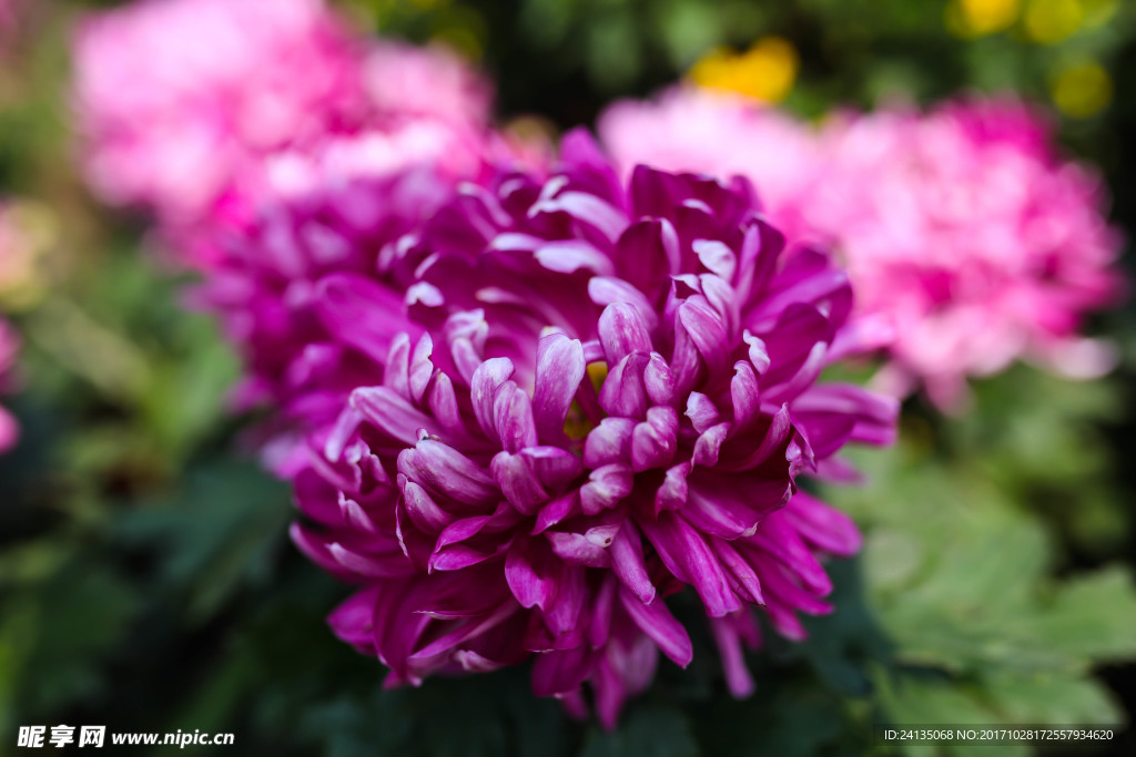 菊花