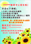 教育  招生  辅导班  彩页