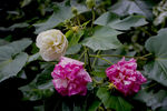 中草药图谱   芙蓉花