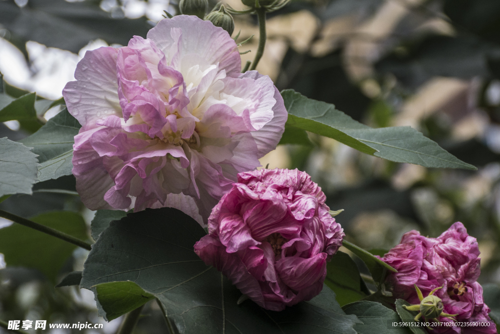 中草药图谱   芙蓉花