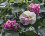 中草药图谱   芙蓉花