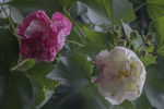 中草药图谱   芙蓉花
