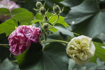 中草药图谱   芙蓉花