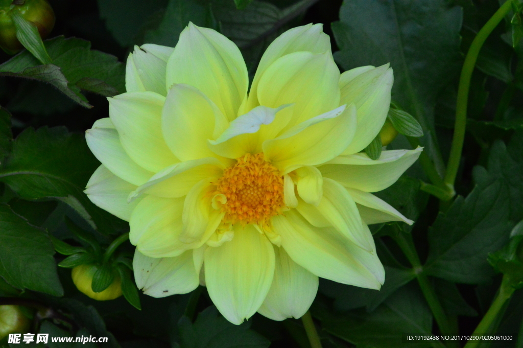 小丽花
